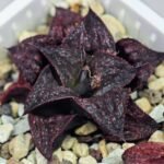 Haworthia Unknown Splendens K057 - 7