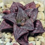 Haworthia Unknown Splendens K057 - 8