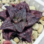 Haworthia Unknown Splendens K057 - 9