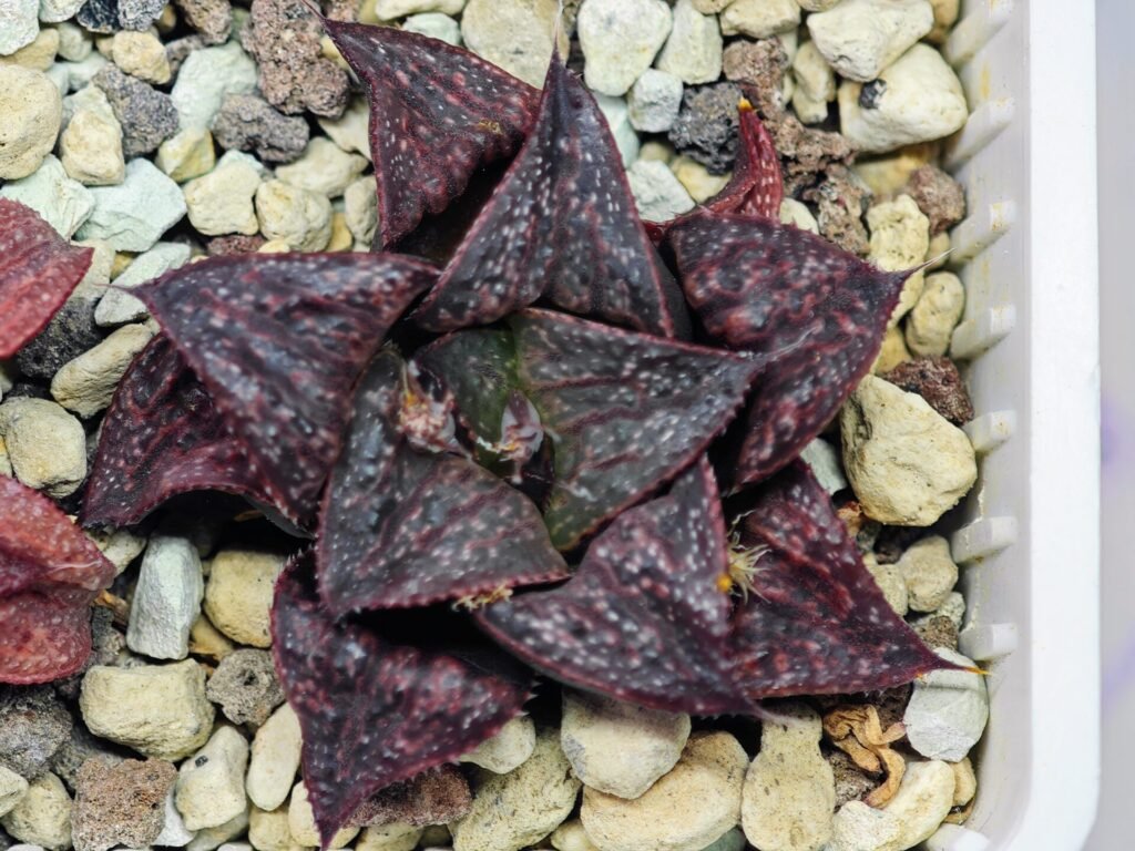 Haworthia Unknown Splendens K057 - 10