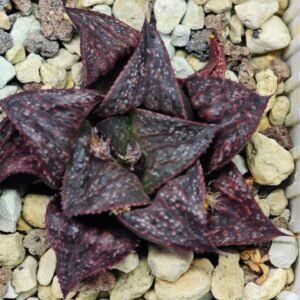 Haworthia Unknown Splendens K057 - 10