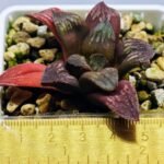Haworthia Seedling Black Major x Picta Maug Var MS155 - 1