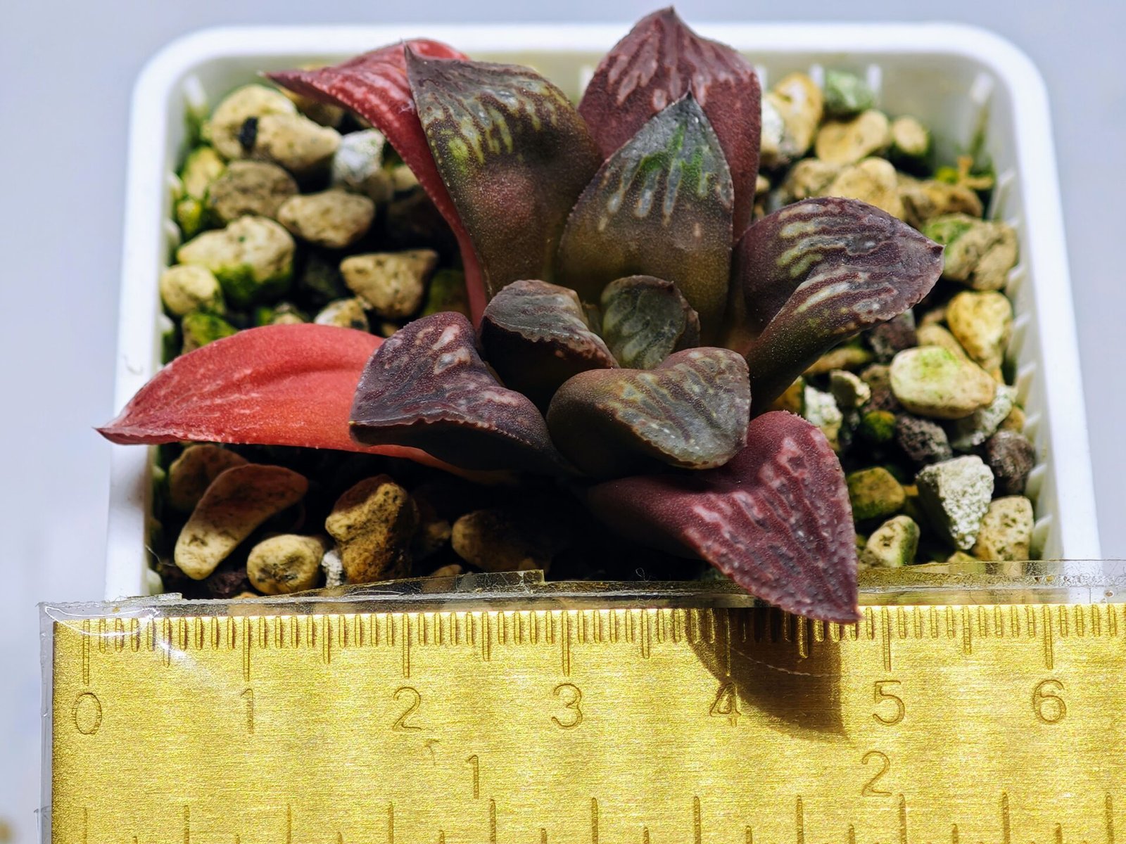 Haworthia Seedling Black Major x Picta Maug Var MS155 - 1