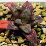 Haworthia Seedling Black Major x Picta Maug Var MS155 - 2