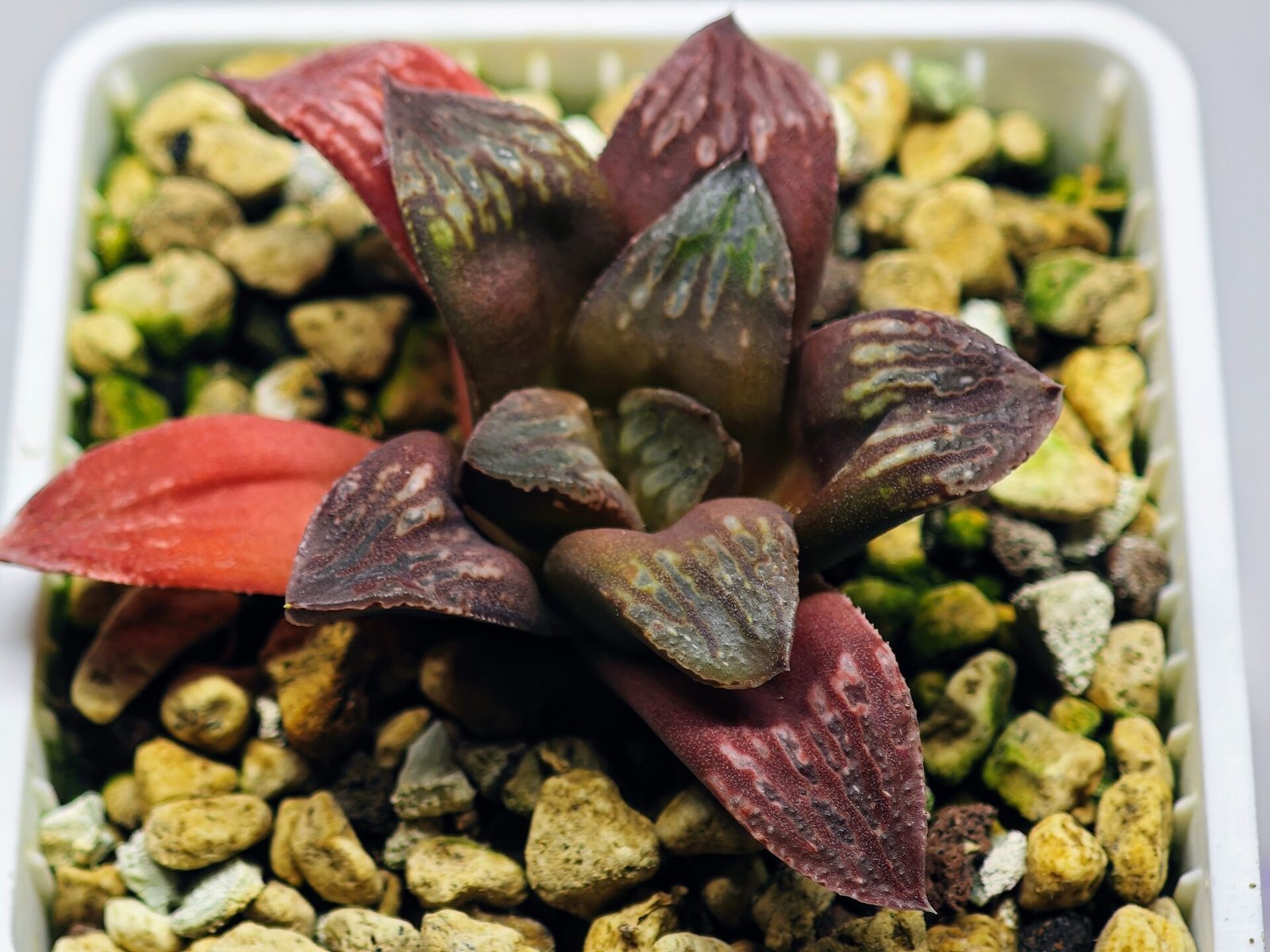 Haworthia Seedling Black Major x Picta Maug Var MS155 - 2