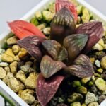 Haworthia Seedling Black Major x Picta Maug Var MS155 - 3