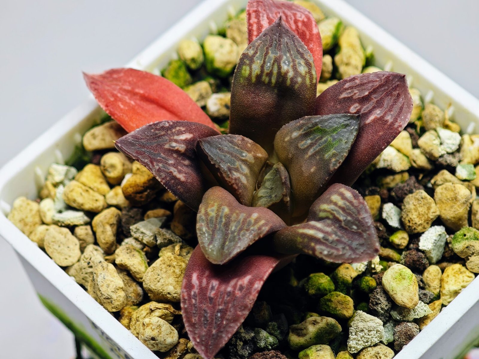 Haworthia Seedling Black Major x Picta Maug Var MS155 - 3
