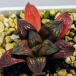 Haworthia Seedling Black Major x Picta Maug Var MS155 - 4