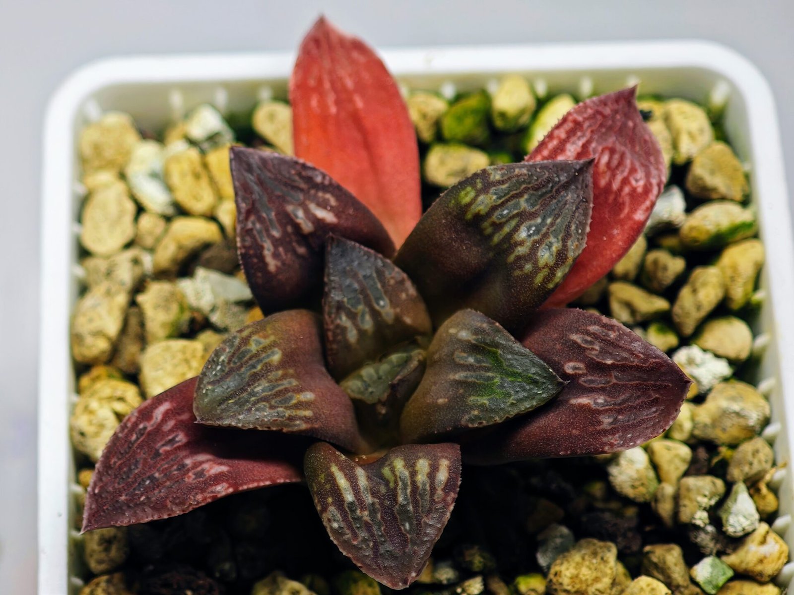 Haworthia Seedling Black Major x Picta Maug Var MS155 - 4