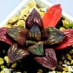Haworthia Seedling Black Major x Picta Maug Var MS155 - 5