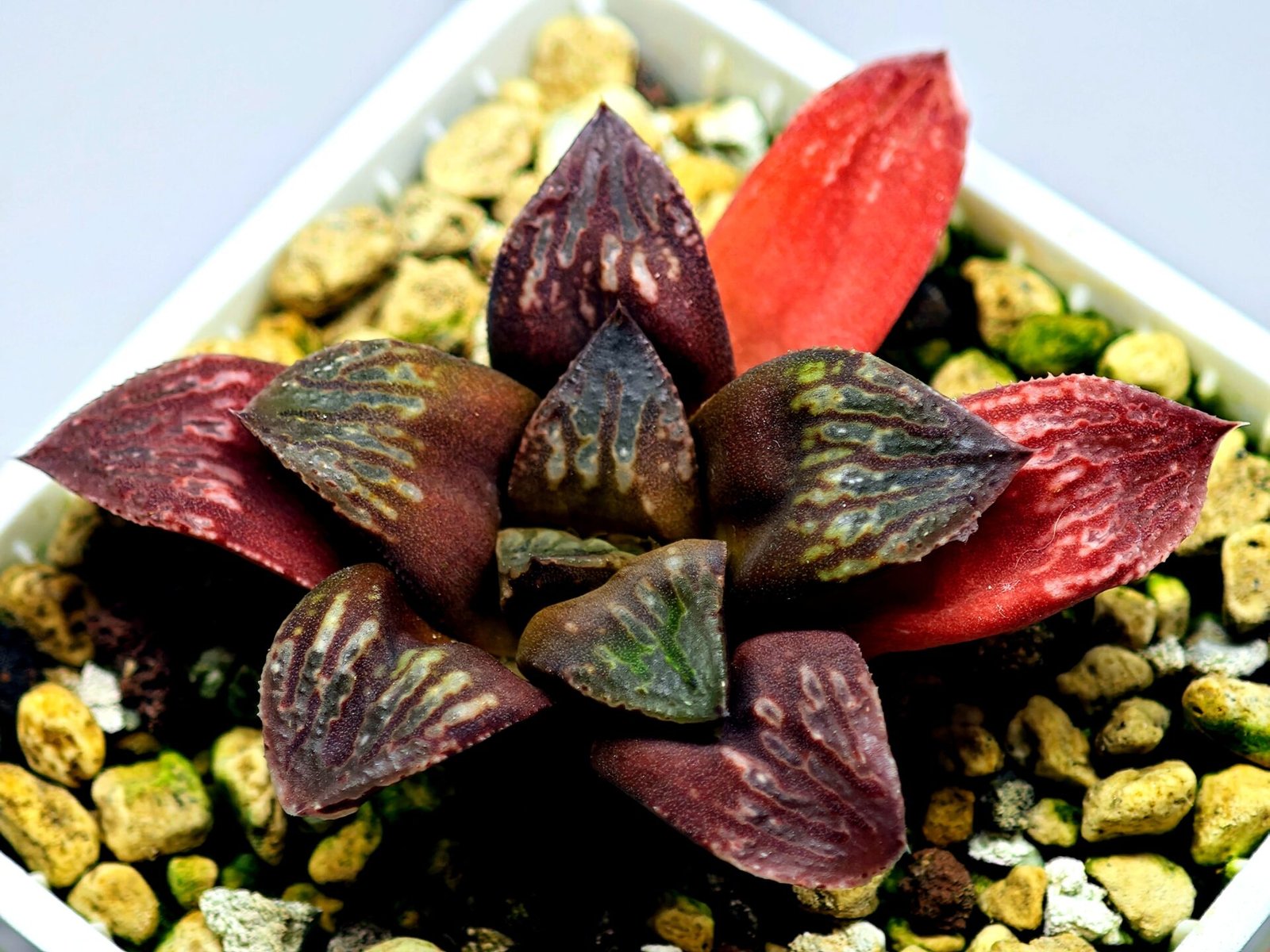 Haworthia Seedling Black Major x Picta Maug Var MS155 - 5
