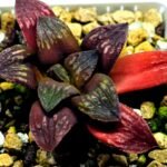 Haworthia Seedling Black Major x Picta Maug Var MS155 - 6