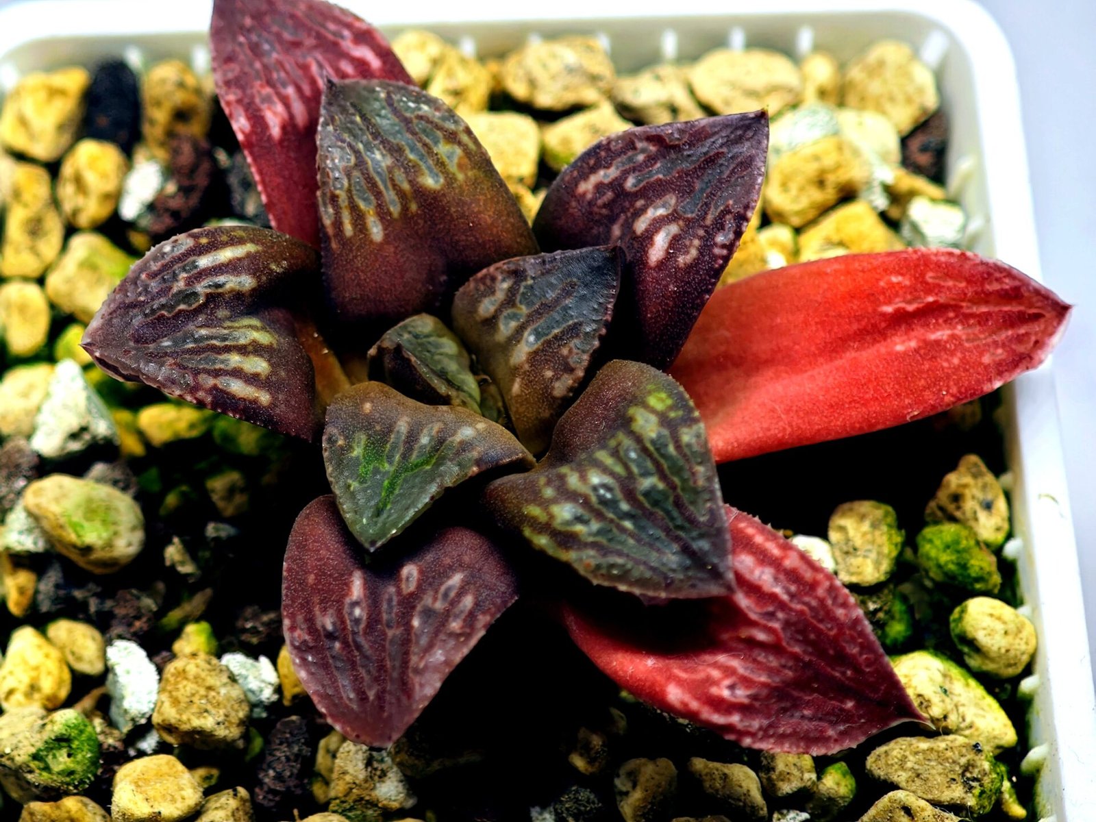 Haworthia Seedling Black Major x Picta Maug Var MS155 - 6