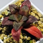 Haworthia Seedling Black Major x Picta Maug Var MS155 - 7