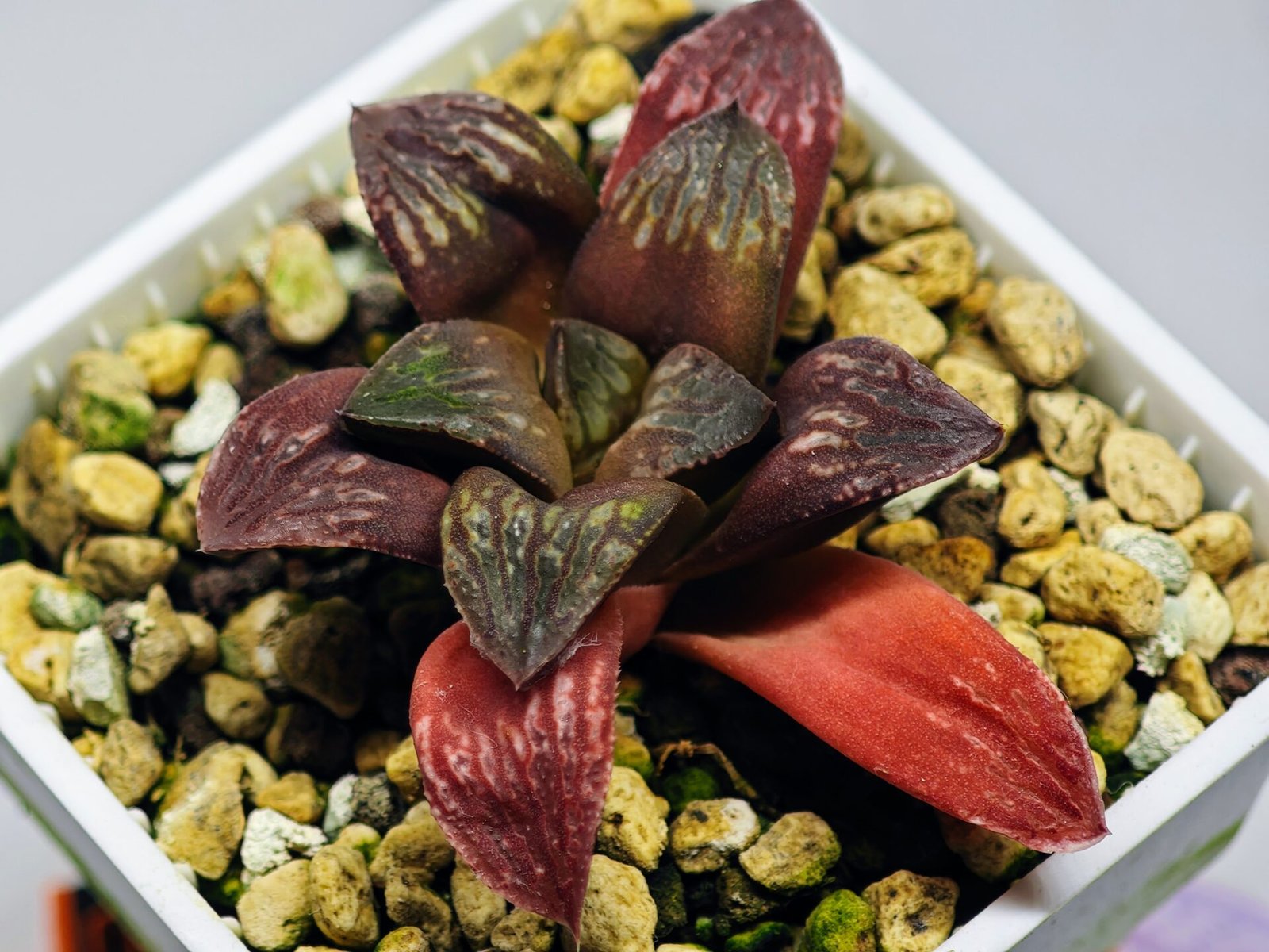 Haworthia Seedling Black Major x Picta Maug Var MS155 - 7