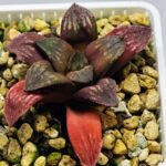 Haworthia Seedling Black Major x Picta Maug Var MS155 - 8