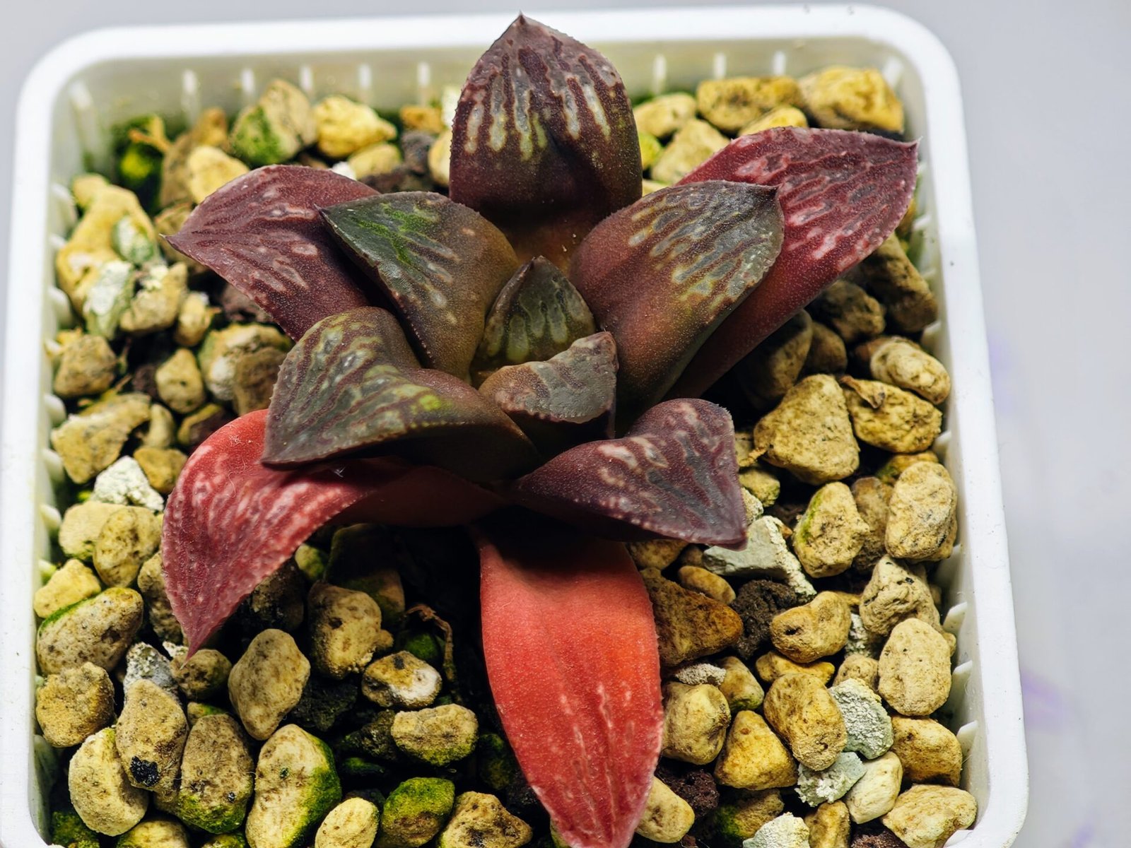 Haworthia Seedling Black Major x Picta Maug Var MS155 - 8