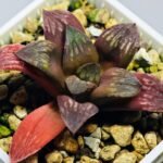 Haworthia Seedling Black Major x Picta Maug Var MS155 - 9