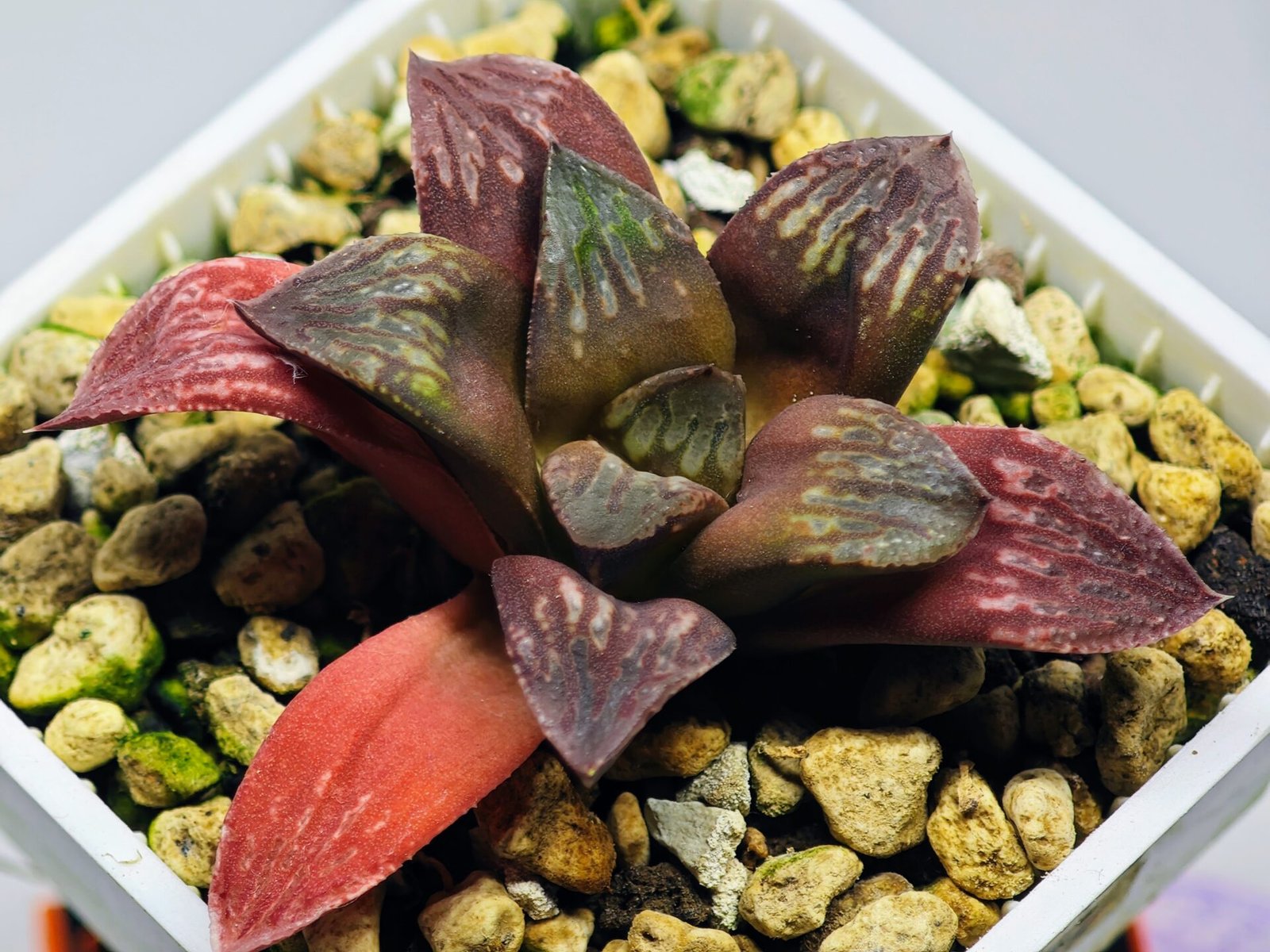 Haworthia Seedling Black Major x Picta Maug Var MS155 - 9