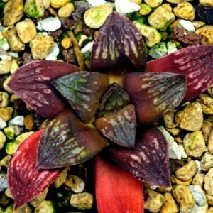 Haworthia Seedling Black Major x Picta Maug Var MS155 - 10