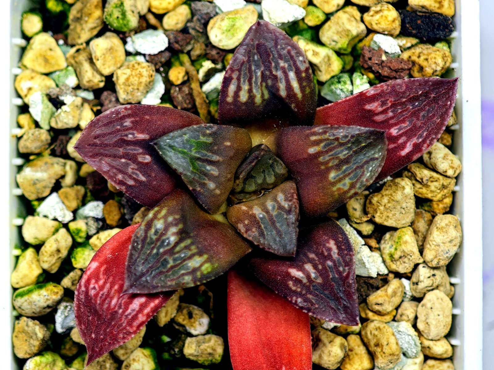 Haworthia Seedling Black Major x Picta Maug Var MS155 - 10