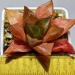 Haworthia Seedling MS156 - 1