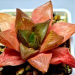 Haworthia Seedling MS156 - 2
