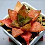 Haworthia Seedling MS156 - 3