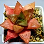 Haworthia Seedling MS156 - 4