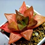 Haworthia Seedling MS156 - 5