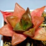 Haworthia Seedling MS156 - 6