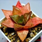 Haworthia Seedling MS156 - 7