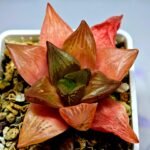 Haworthia Seedling MS156 - 8