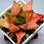 Haworthia Seedling MS156 - 9
