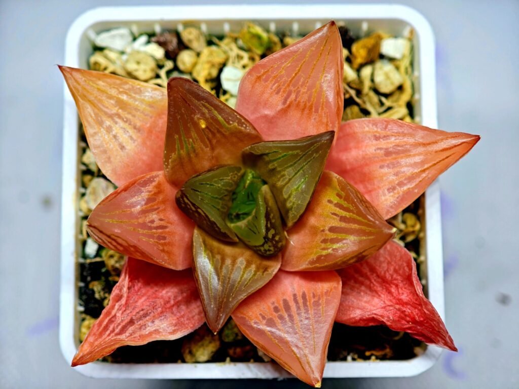 Haworthia Seedling MS156 - 10