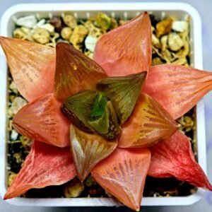 Haworthia Seedling MS156 - 10