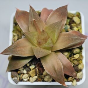 Haworthia Seedling Black Major x Picta Maug Var MS154, Rooted, 8cm
