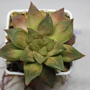 Haworthia Seedling Black Major Picta Maug Var MS153, Rooted, 8cm