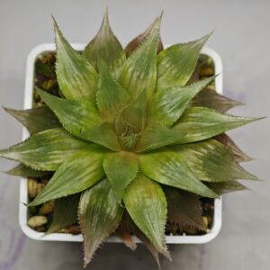 Haworthia Seedling Wimii Var Tyger Pyg Var MS152, Rooted, 8cm