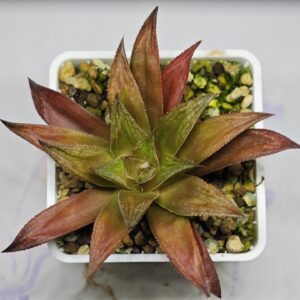 Haworthia Seedling Momiji Nishiki MS151, Rooted, 8cm