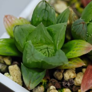Haworthia Seedling MS143 Betsu Yamada x Paradise Flower, Rooted, 4cm
