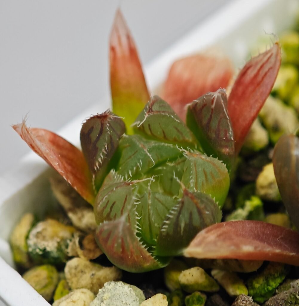 Haworthia Seedling MS146 Betsu Yamada x Paradise Flower - 4