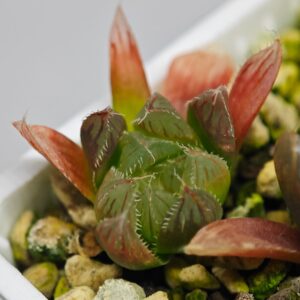 Haworthia Seedling MS146 Betsu Yamada x Paradise Flower, Rooted, 3cm