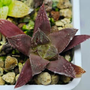 Haworthia Seedling MS140 Black Obtusa Var x Crystal Flower, Rooted, 4cm
