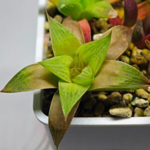 Haworthia Seedling MS135, Rooted, 6cm