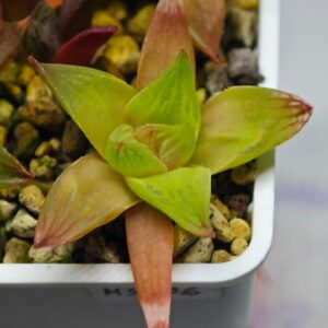 Haworthia Seedling MS136, Rooted, 5cm