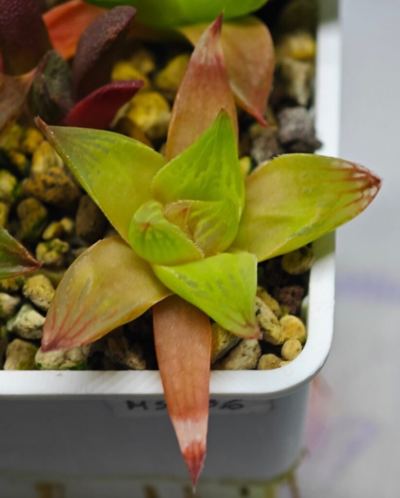 Haworthia Seedling MS136 - 1