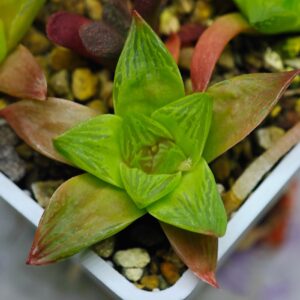 Haworthia Seedling MS137 Black Major x Cymbiformis, Rooted, 5cm