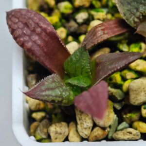 Haworthia Seedling MS130 Onimusya, Rooted, 5cm