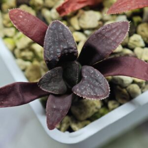 Haworthia Seedling MS123 Wolfball KN-1, Rooted, 5cm